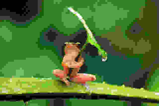 0frogfake3
