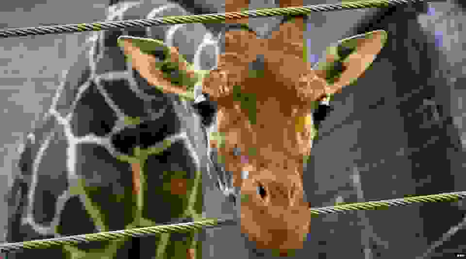 0girafe