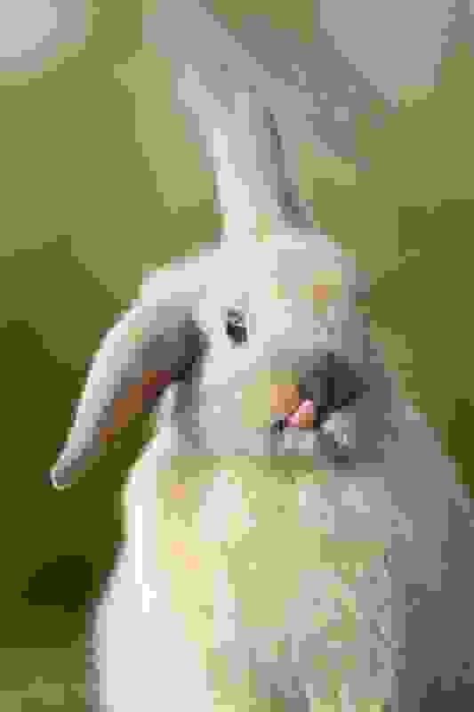 1404066300_animal-tongues-71.jpg