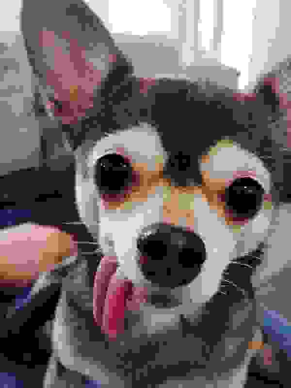 1404066353_funny-animals-sticking-tongues-4.jpg