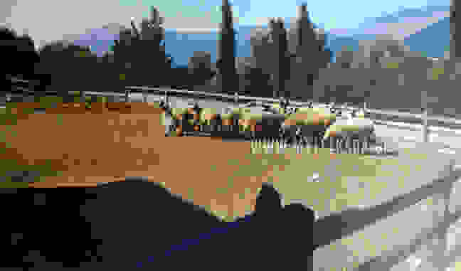15599521