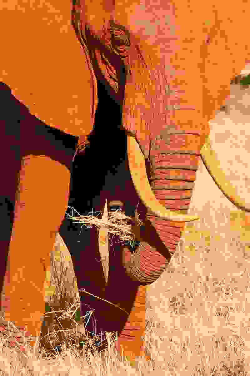 30redelephantelephantstsavokenyaafrica.jpg