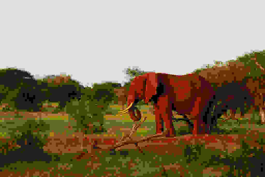 536redelephantelephantstsavokenyaafrica.jpg