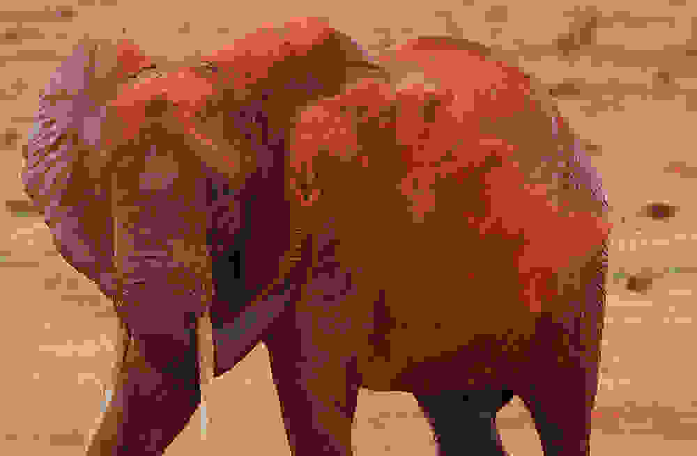 79redelephantelephantstsavokenyaafrica.jpg