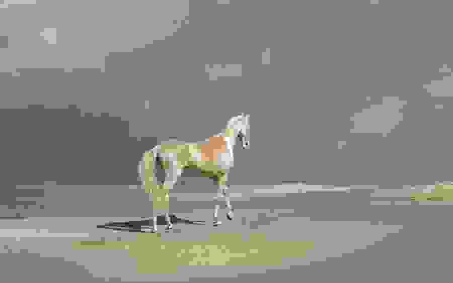 Akhal-Teke-horseab1.jpg