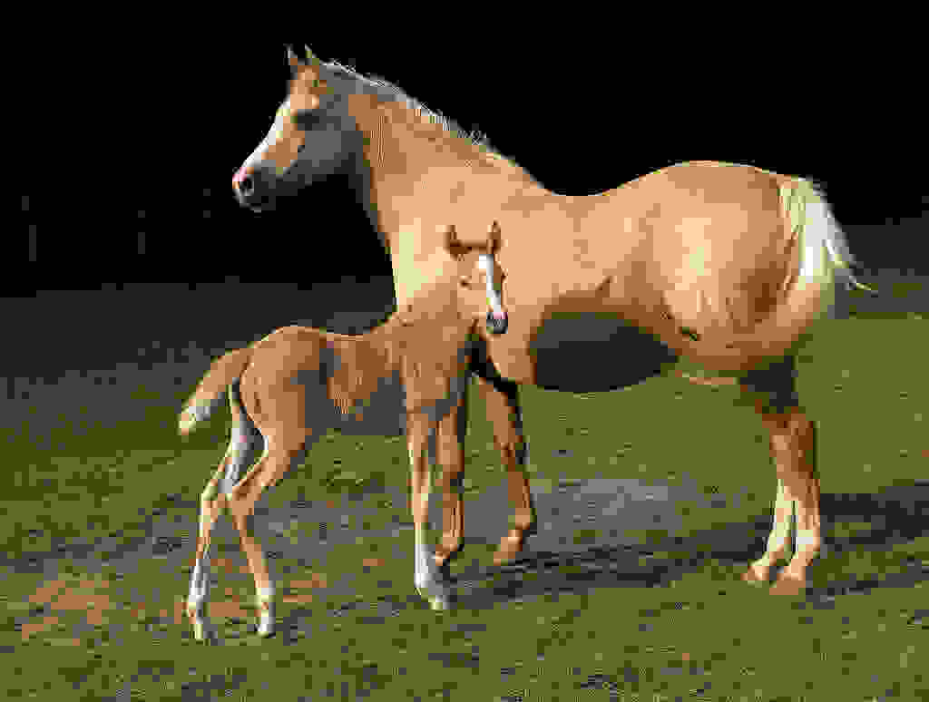 Akhal-Teke.jpg