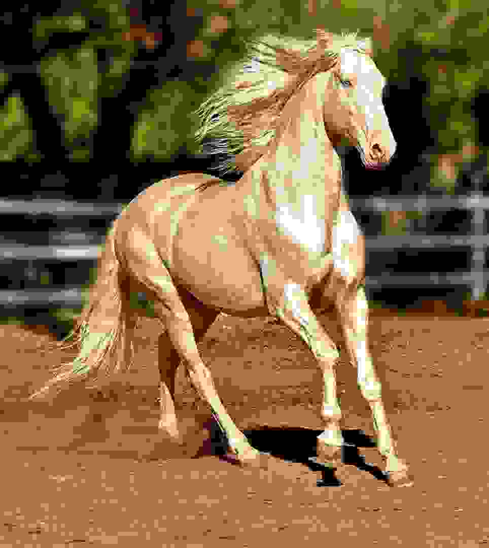 Akhal-Teke0.jpg