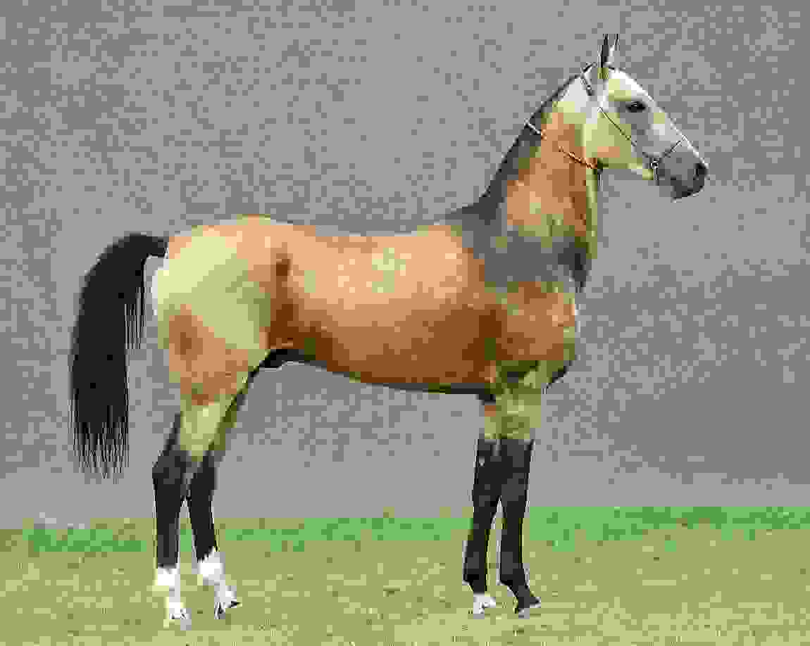 Akhal-Teke12.jpg