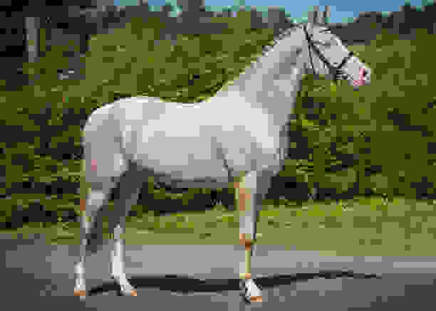 Akhal-Teke2.jpg