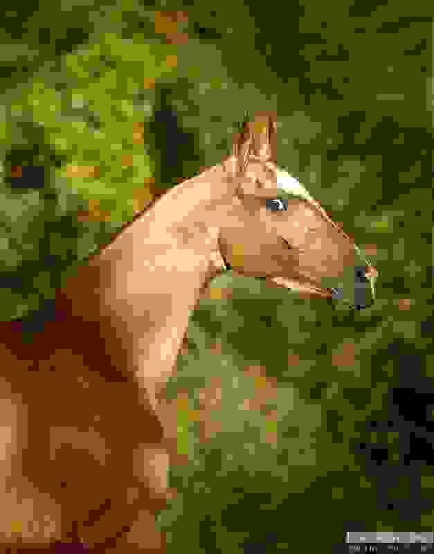 Akhal-Teke8.jpg