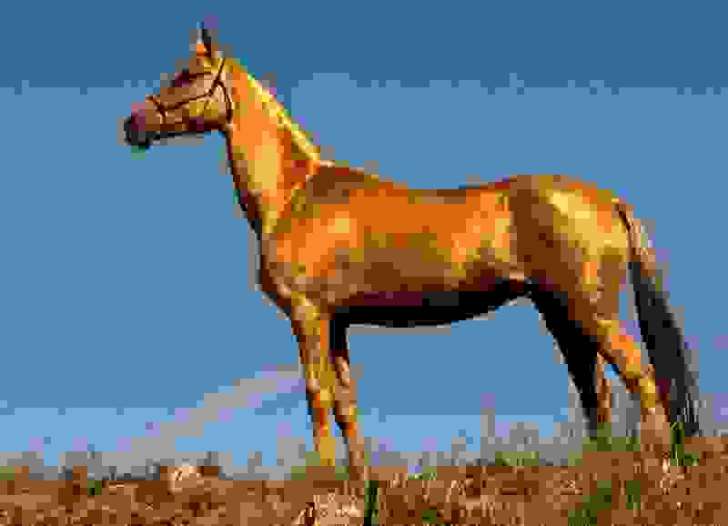 Akhal-Tekeorigin10.jpg