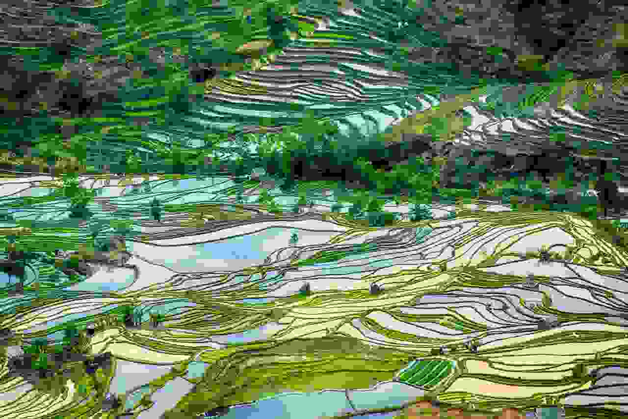 China-rice-terrace-1.jpg