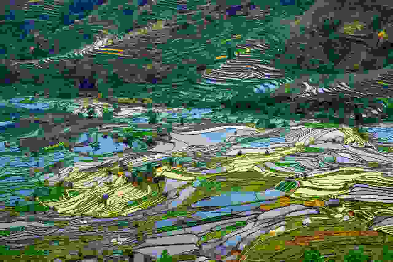 China-rice-terrace-5.jpg