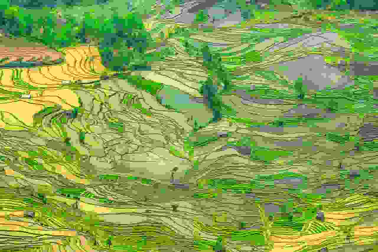 China-rice-terrace-7.jpg