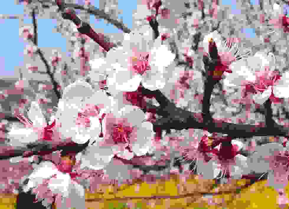 Chinas-Apricot-Blossom-Will-Take-Your-Breath-Away-4.jpg