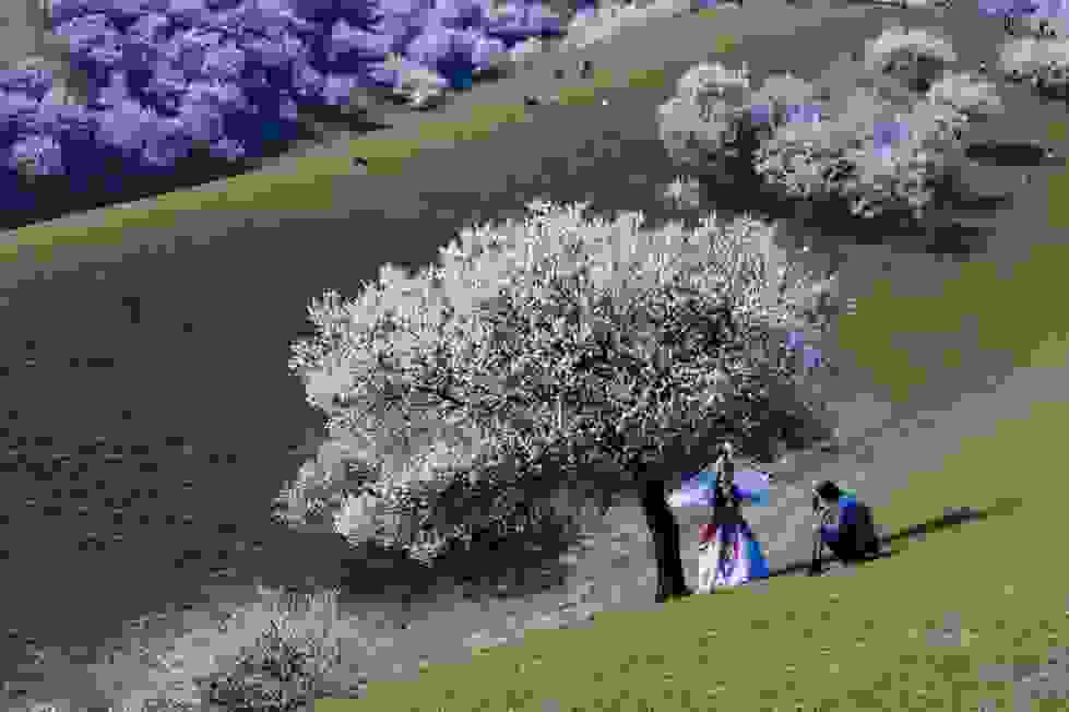 Chinas-Apricot-Blossom-Will-Take-Your-Breath-Away-7.jpg