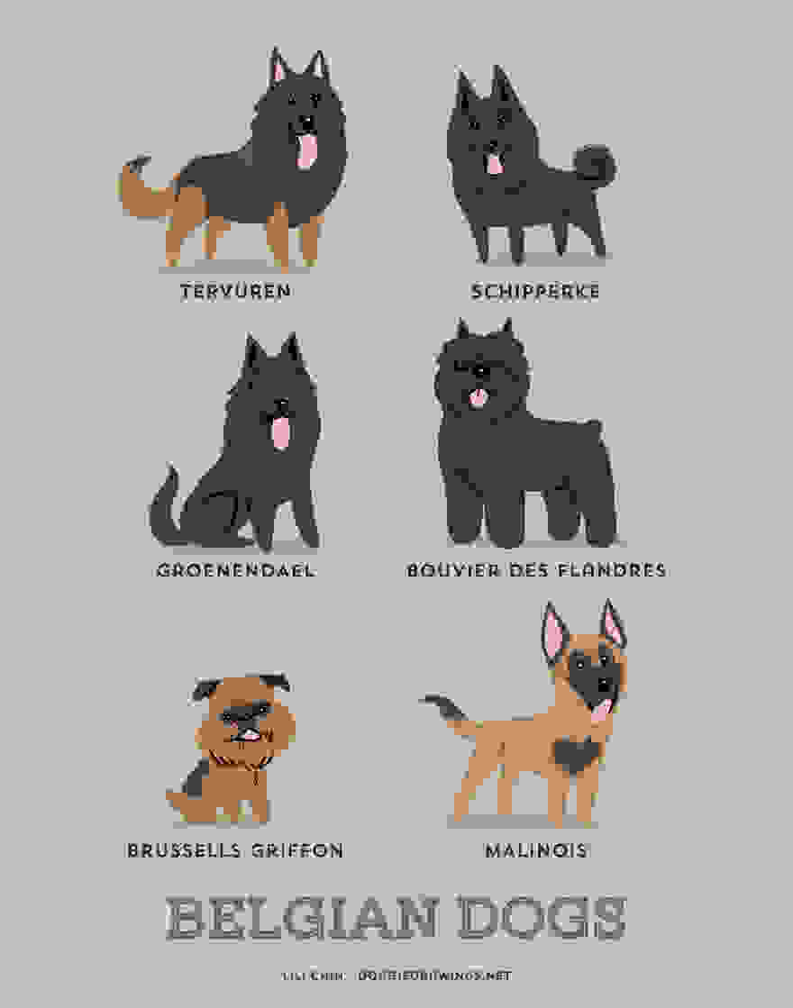 Dogs-Of-The-World-Cute-Poster-Series-Shows-The-Geographic-Origin-Of-Dog-Breeds3__880.jpg