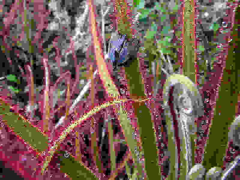 Drosera-magnifica07.jpg