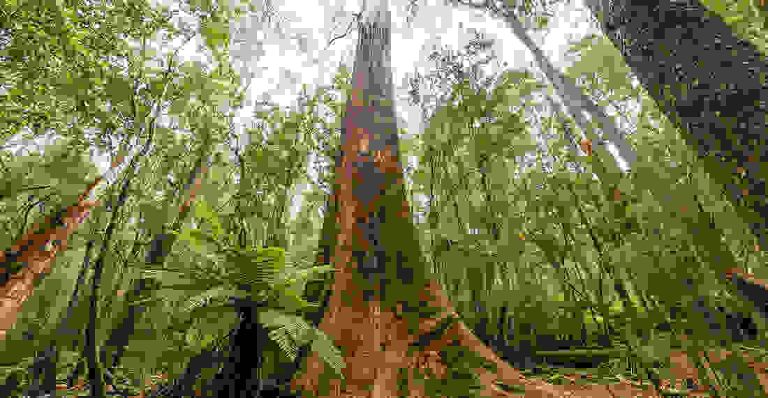 Eucalyptus-regnans.jpg