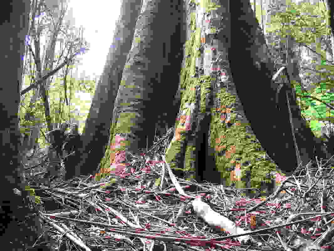 Eucalyptus-regnans1.jpg