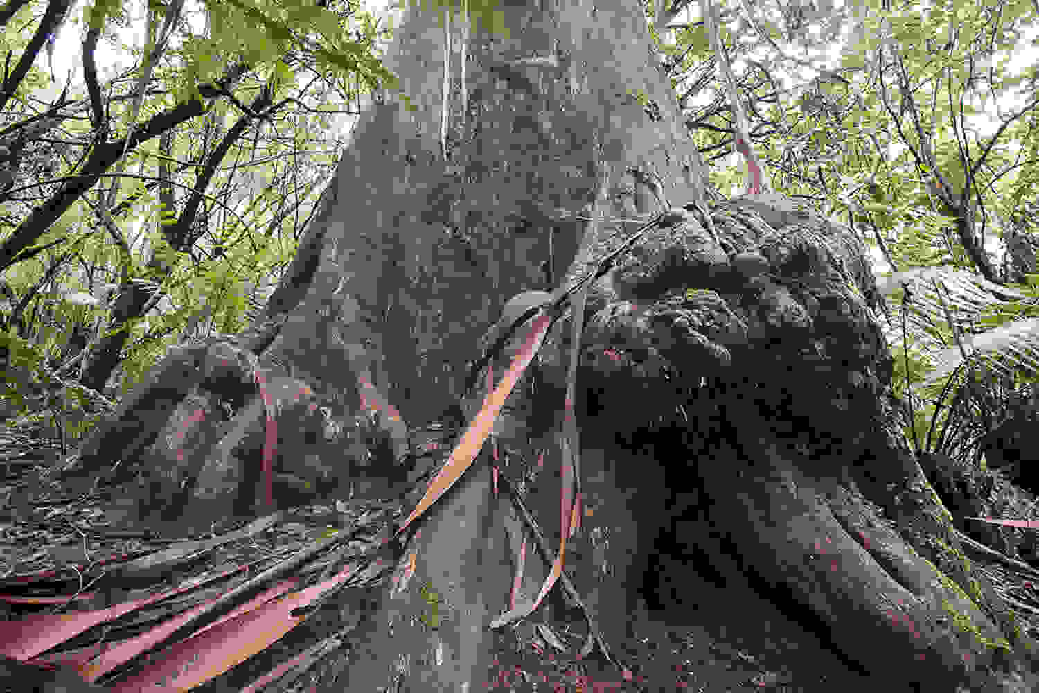 Eucalyptus-regnans2.jpg