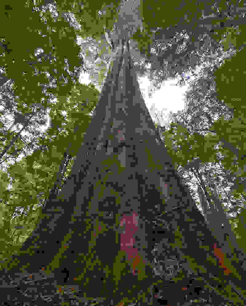 Eucalyptus-regnans3.jpg