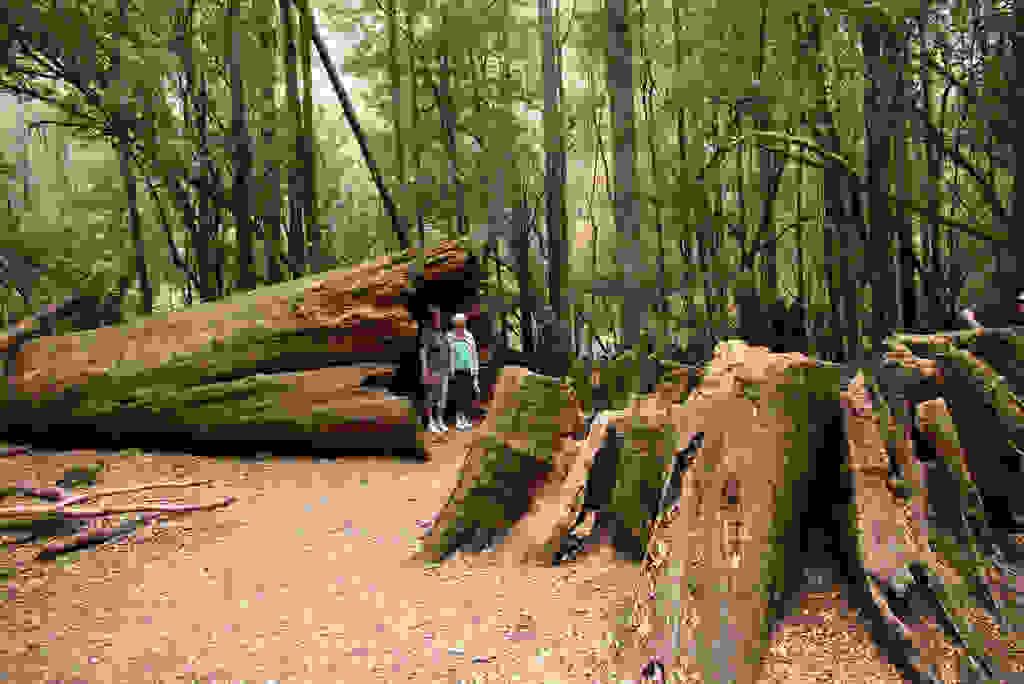 Eucalyptus-regnans4.jpg