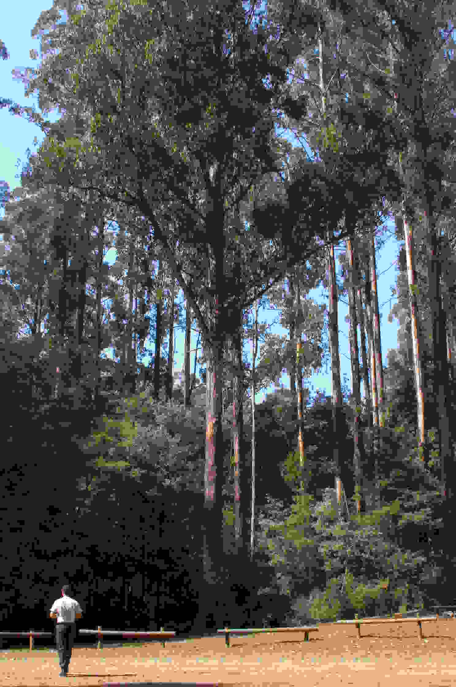 Eucalyptus-regnans5.jpg