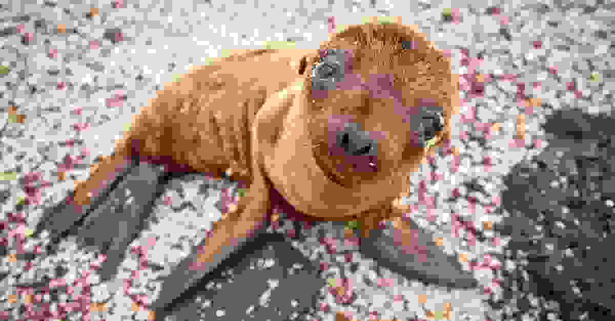 Galapagos-0.jpg