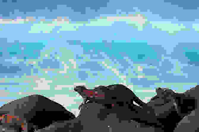 Galapagos-71.jpg
