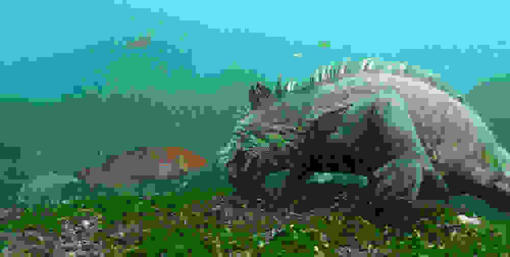 Galapagos-Aggressor4.jpg