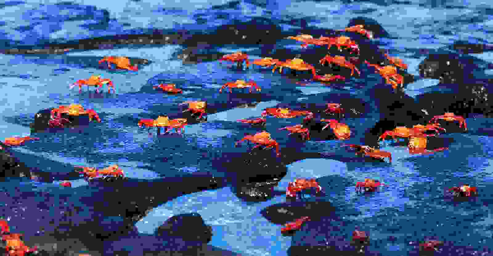 Galapagos-Crabs.jpg
