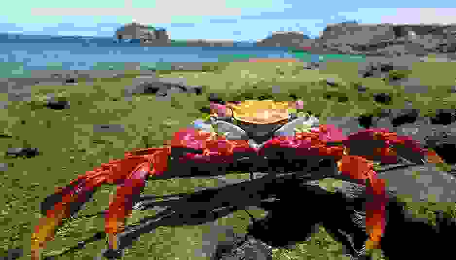 Galapagos-Island-2a.jpg