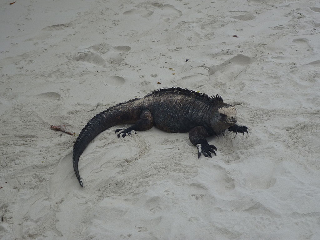 Galapagos-Island1.JPG