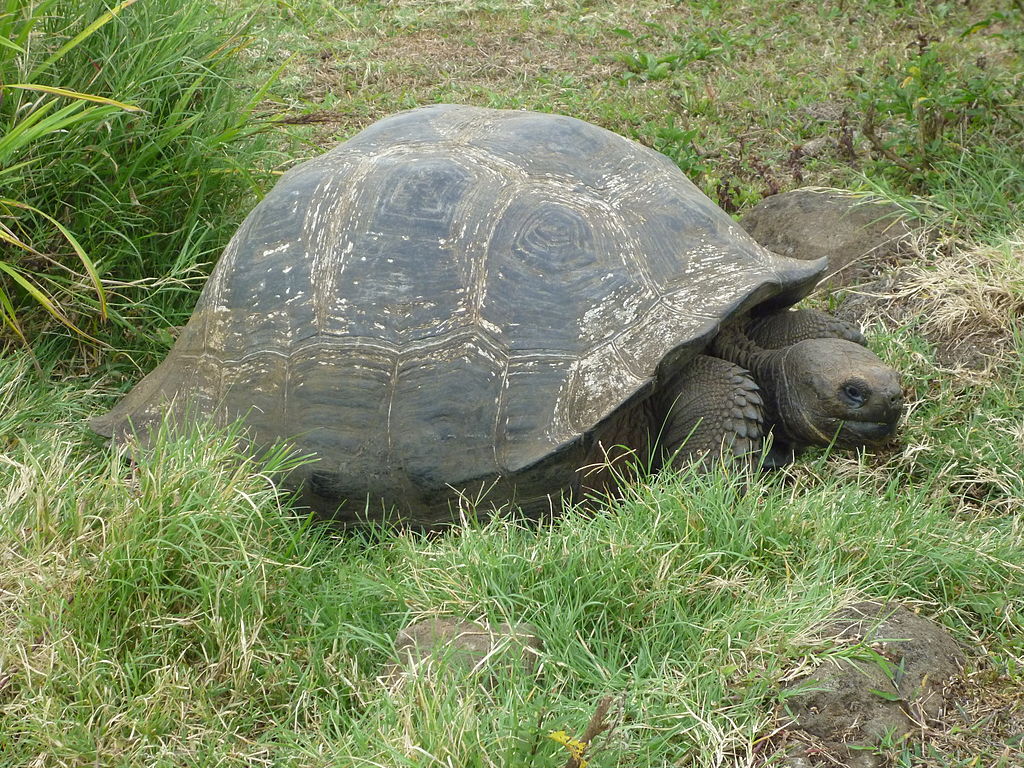 Galapagos-Island2.JPG