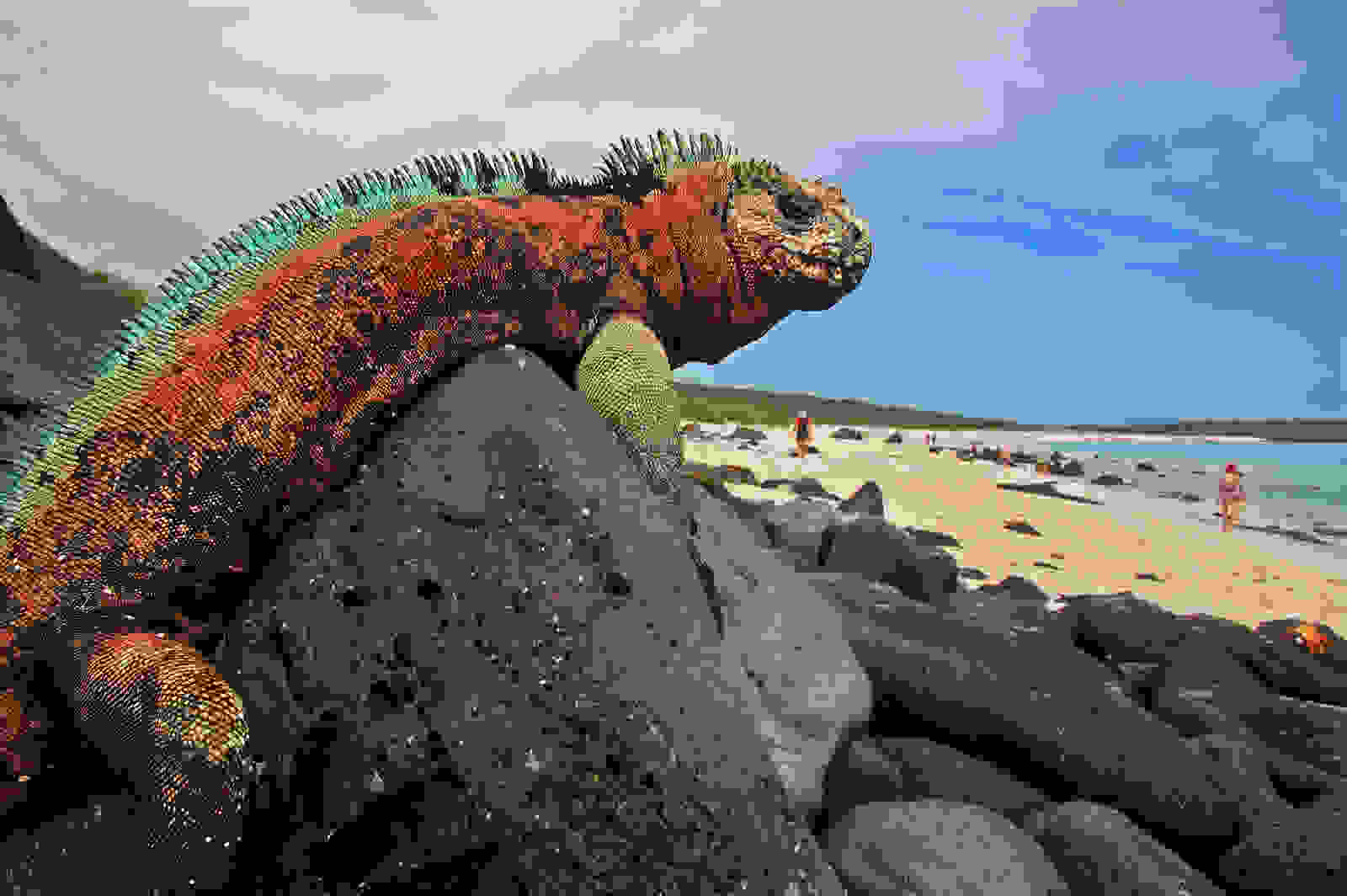 Galapagos-Island32.jpg