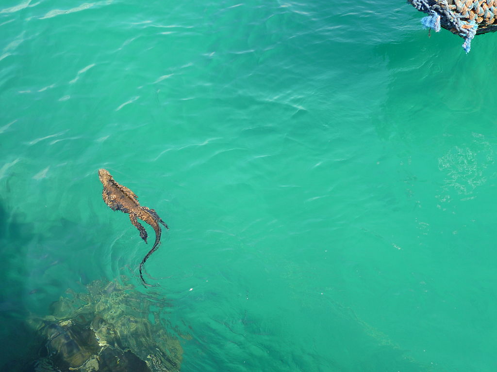 Galapagos-Islands.JPG