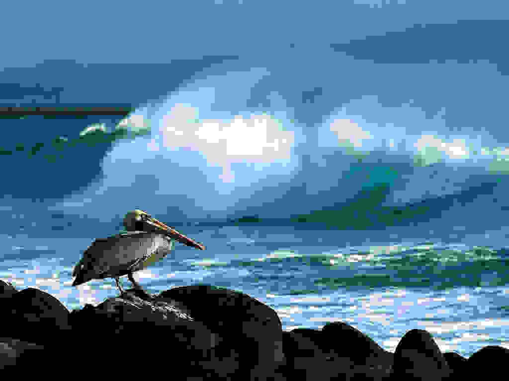 Galapagos65.jpg