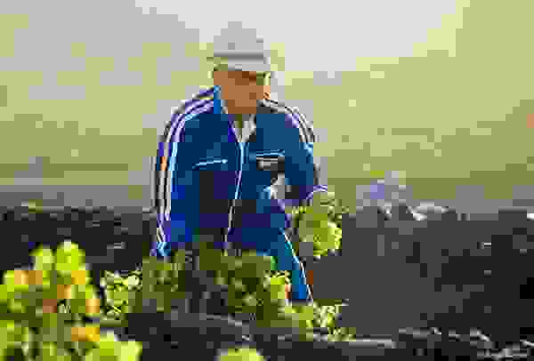 Grapes_Volcanic_Island_8.jpg