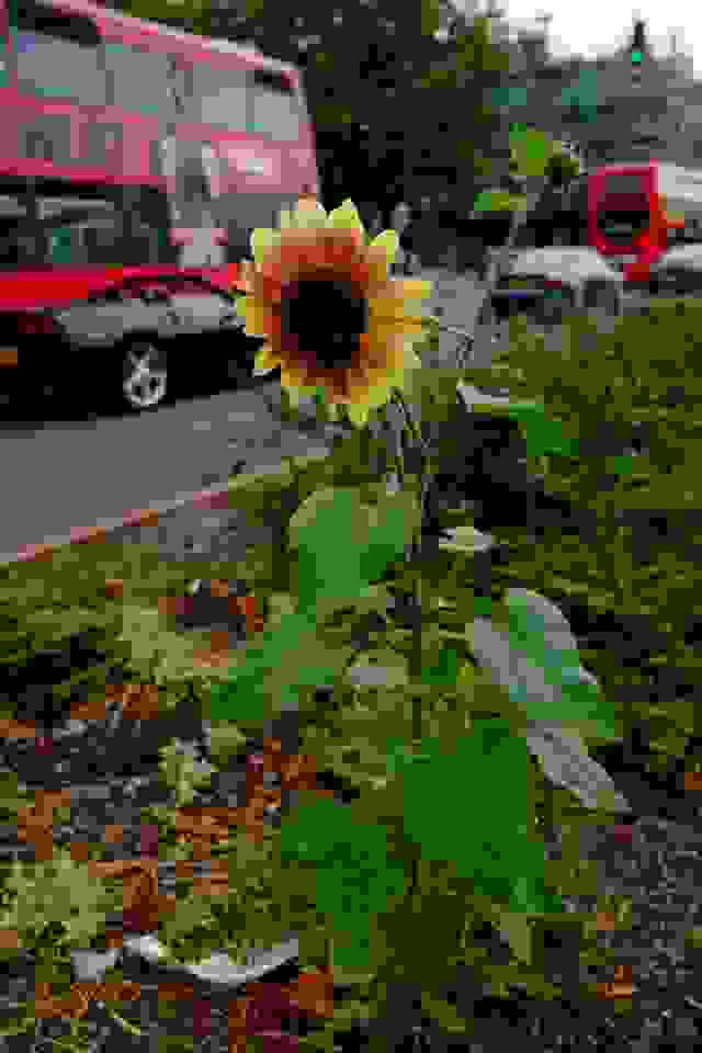 Guerilla-gardeners5.jpg