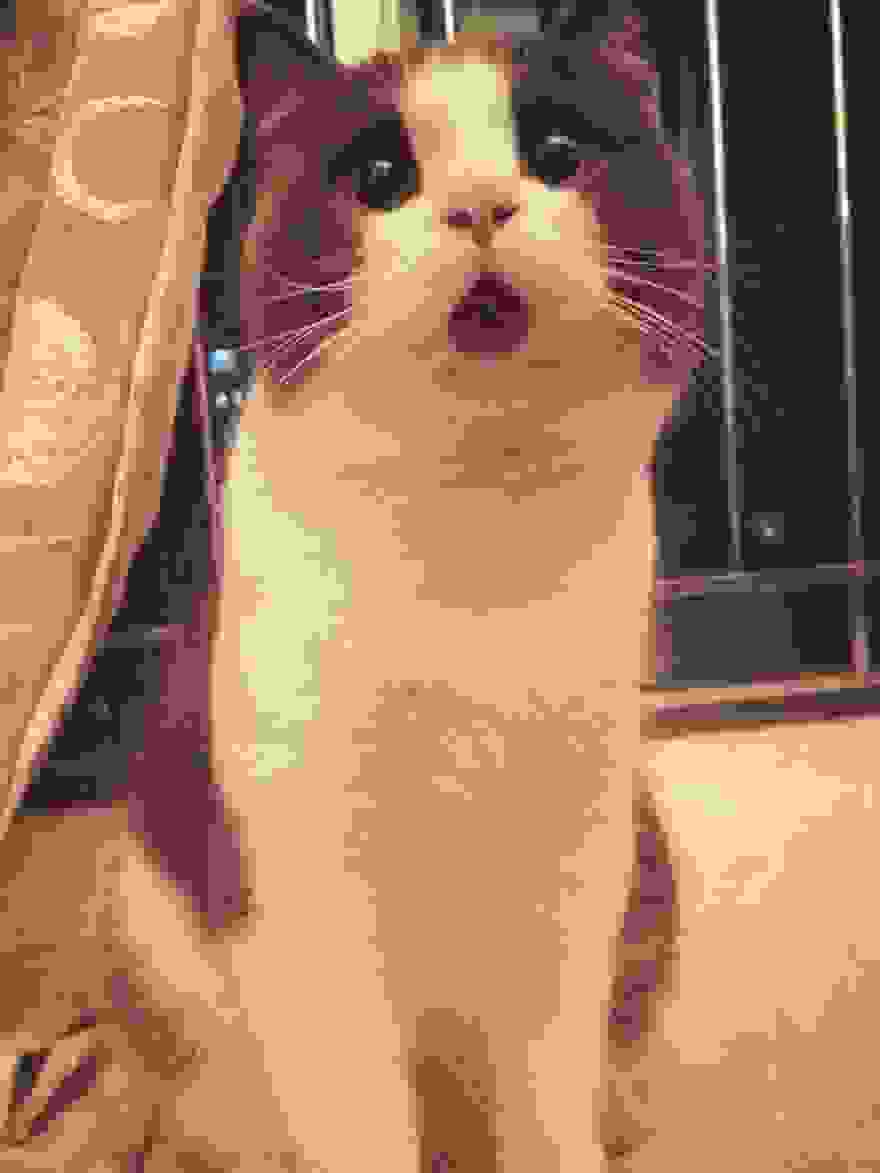 Heres-the-OMG-cat-the-feline-with-one-expression-for-everything2__880.jpg