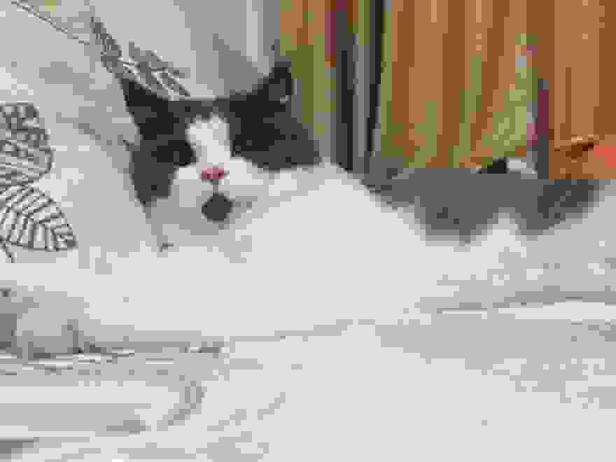 Heres-the-OMG-cat-the-feline-with-one-expression-for-everything__880.jpg
