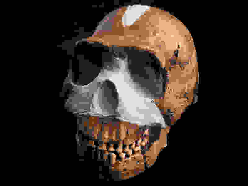 Homo-naledi10.jpg