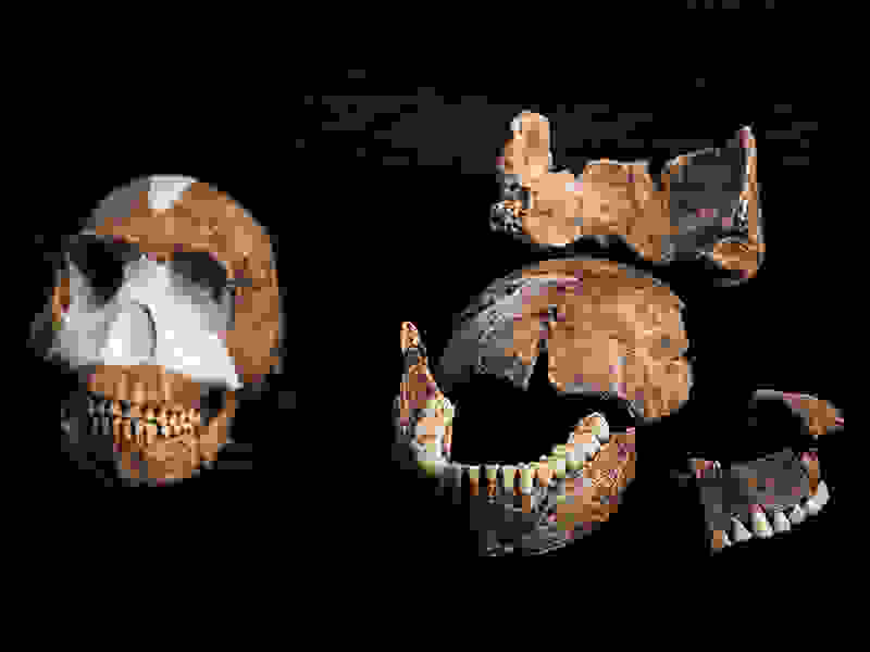 Homo-naledi13.jpg