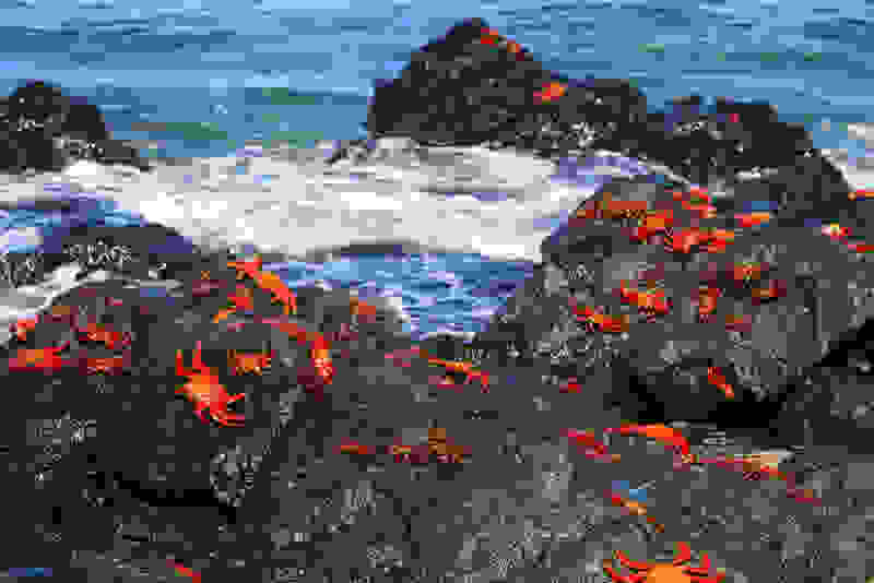 Isla-Fernandina1.jpg