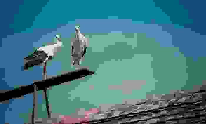 Klepetan-Malena00.jpg