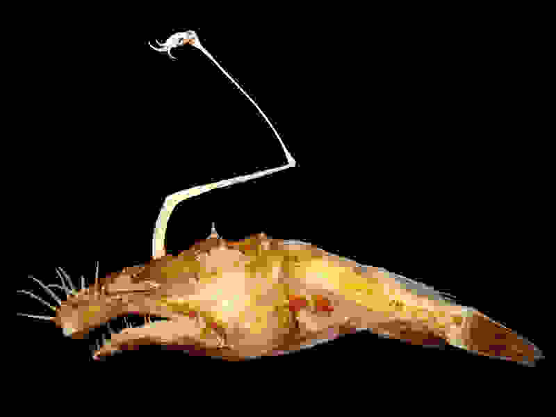 Lasiognathus19.jpg
