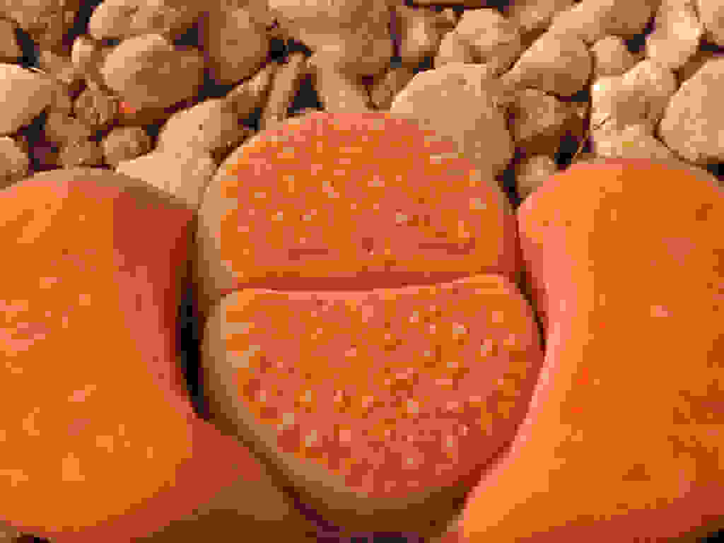 Lithops-12__.jpg