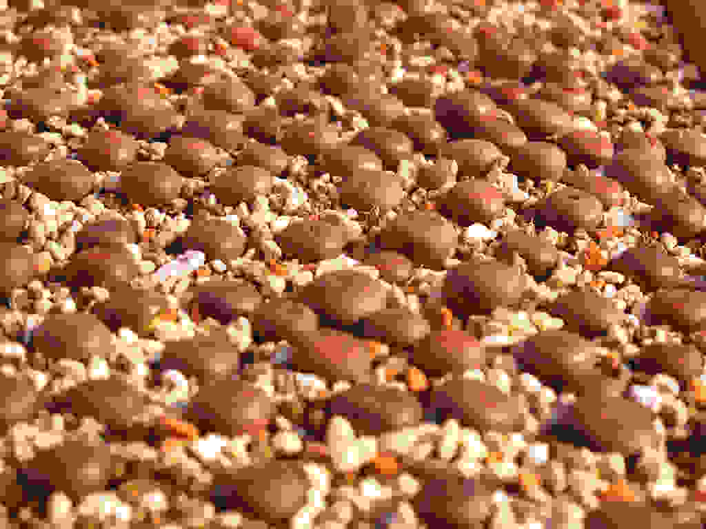 Lithops-13.jpg