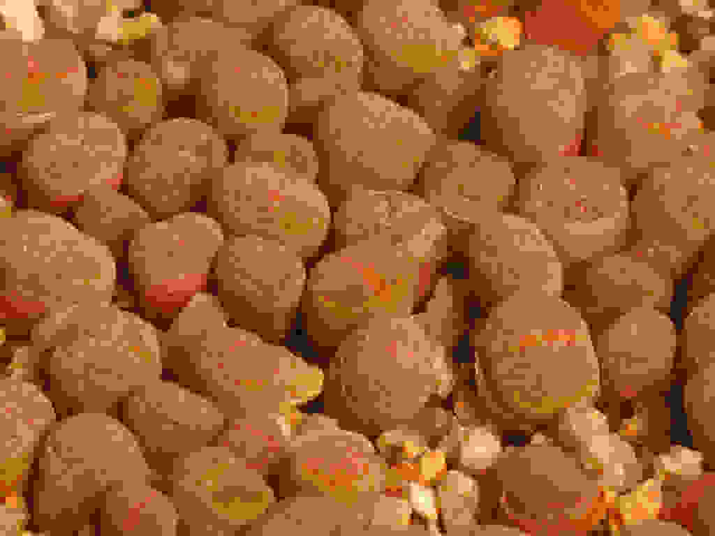 Lithops-14.jpg
